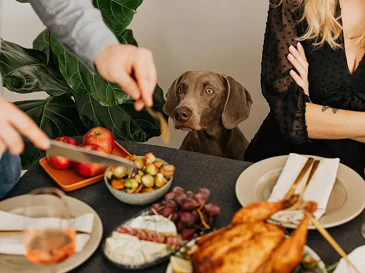 10-aliments-toxiques-pour-les-chiens