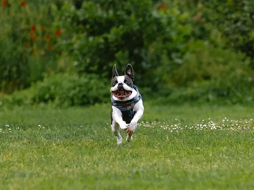 comment-savoir-si-mon-chien-est-en-bonne-sante