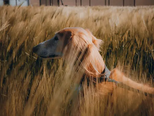 le-danger-des-epillets-pour-un-chien