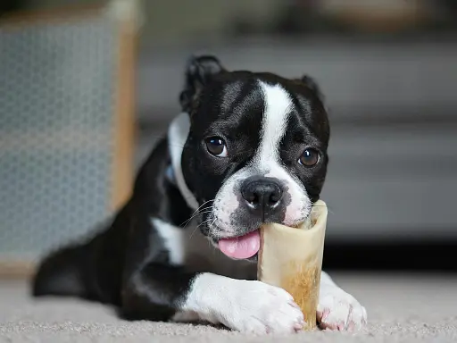 os-aliments-dangereux-pour-chien