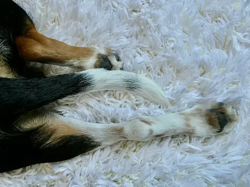 pourquoi-et-comment-prendre-soin-des-coussinets-de-son-chien