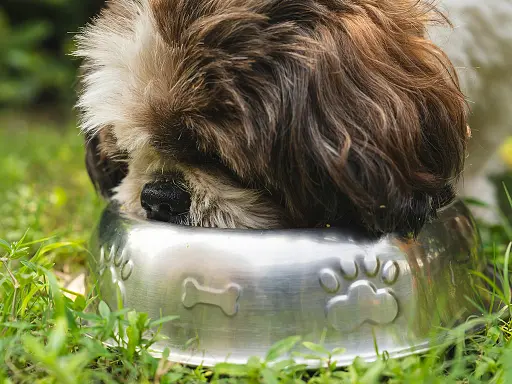 pourquoi-et-comment-realiser-une-transition-alimentaire-pour-mon-chien