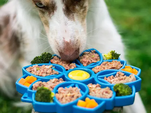 qu-est-ce-qu-un-retournement-d-estomac-chez-le-chien-et-comment-l-eviter