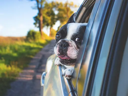 5-conseils-pour-voyager-avec-son-chien-en-voiture