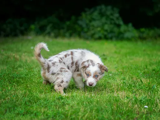 comment-apprendre-la-proprete-a-un-chiot