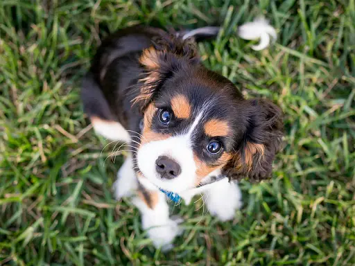 comment-bien-preparer-l-arrivee-d-un-chiot