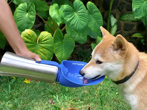 gourde-pupflask-pour-chien