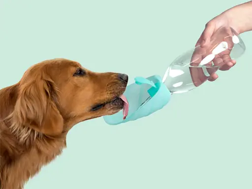 gourde-united-pets-pour-chien