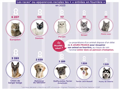 top-5-races-de-chien-entrees-en-fourriere-2023