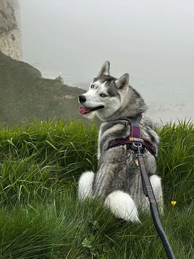 falaises-de-craie-de-criel-sur-mer-mers-les-bains-avec-son-chien