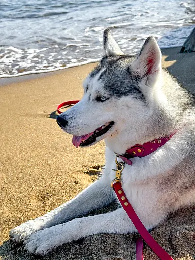 plage-llevant-barcelone-avec-son-chien