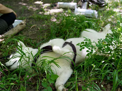 reconnexion-avec-la-nature-3-jours-en-stage-de-survie-avec-son-chien