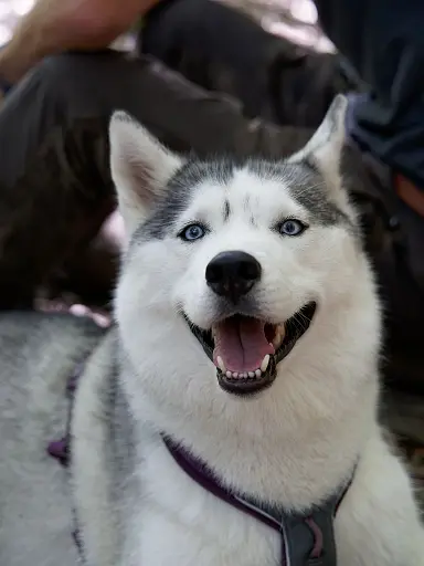 saika-prete-pour-l-aventure-3-jours-en-stage-de-survie-avec-son-chien