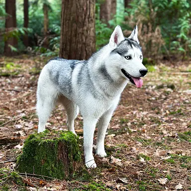 blog-sante-hey-saika