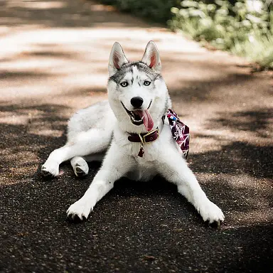 conseils-pedagogiques-hey-saika