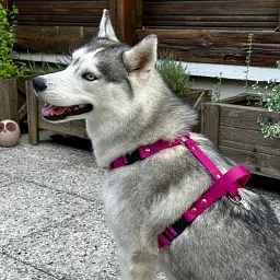 le-harnais-enfilage-confort-hey-saika