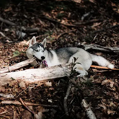 idees-recettes-hey-saika