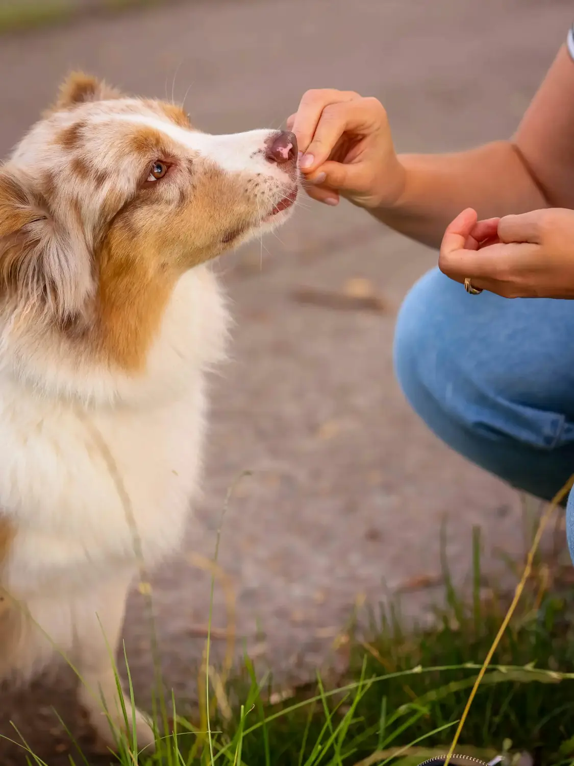 Comment mettre en place des soins coopératifs avec son chien